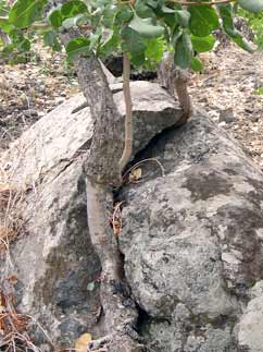 Una pianta di pistacchio cresce nella roccia vulcanica
