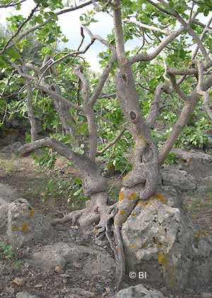 Una pianta di pistacchio cresce fra due rocce vulcaniche