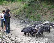 Una cucciolata di maiali in un sentiero dei boschi dei Nebrodi