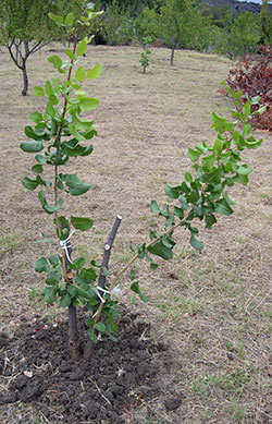 Pianta di Pistacchio (innesto su Terebinto)